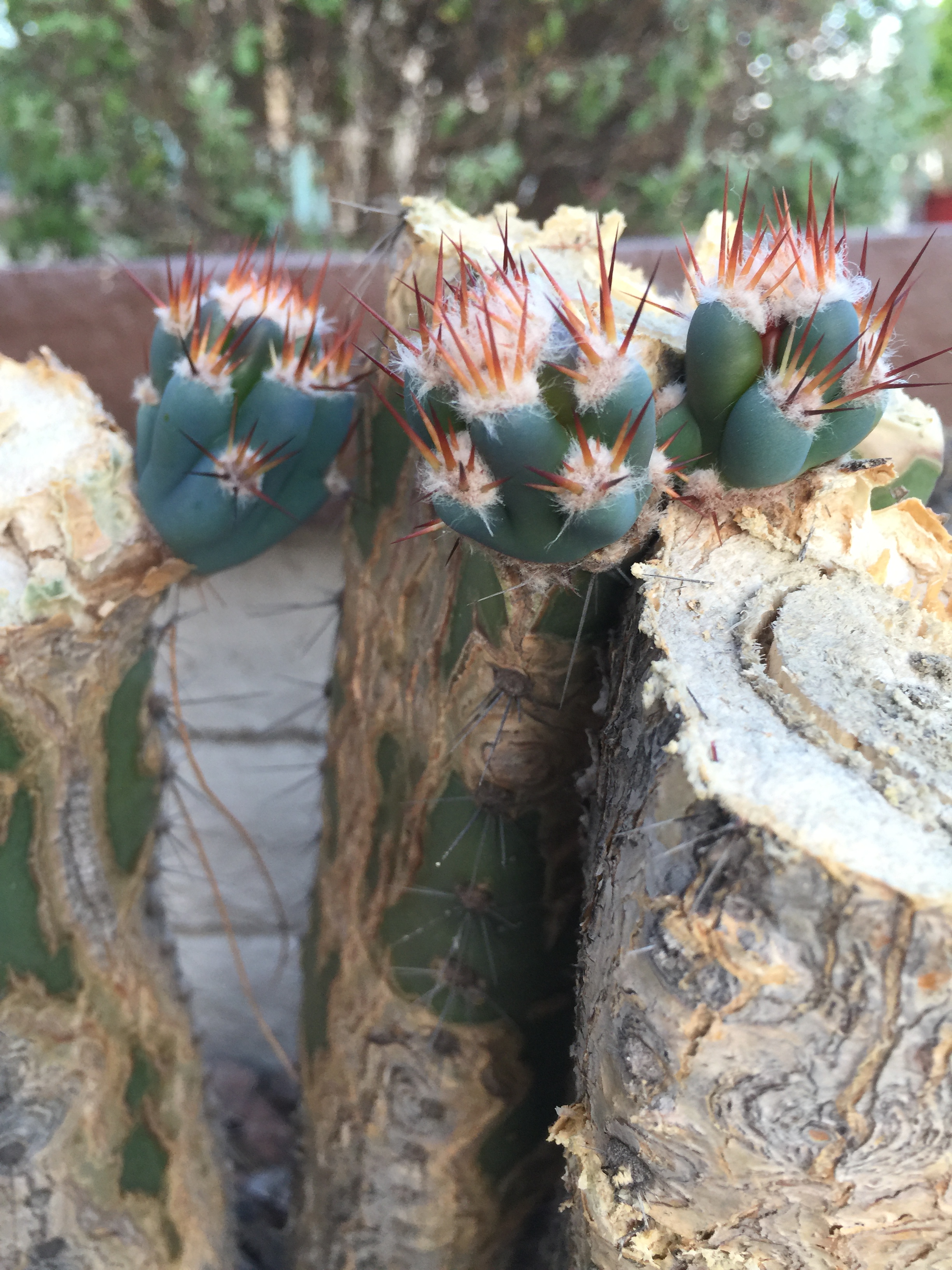 it lives! – CJ's World